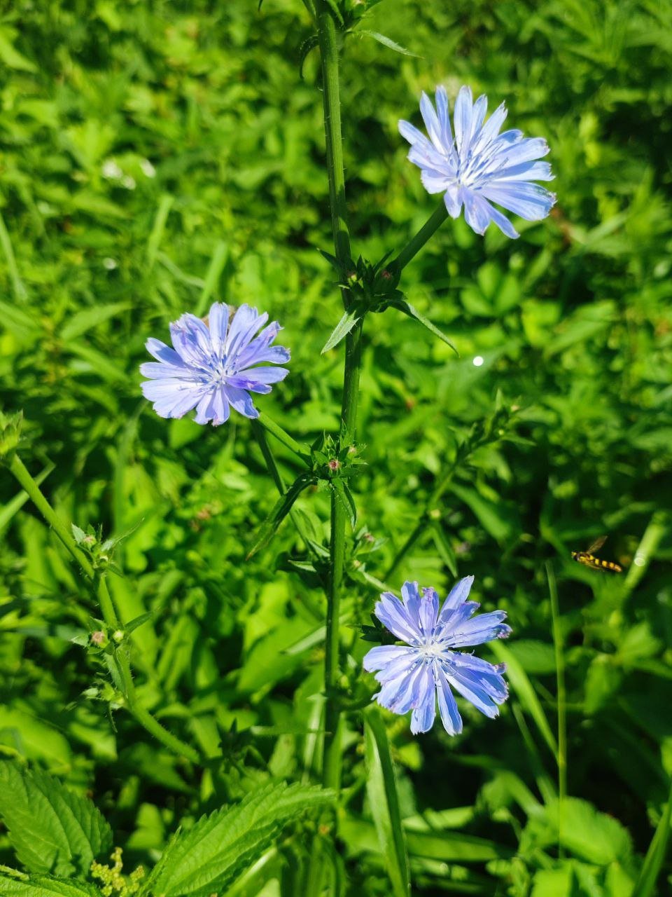 Wegwarte (Chicory) für Bachblütenberatung Bild der Wegwarte, die in der Bachblütenberatung für ihre positiven Eigenschaften und Anwendungen genutzt wird