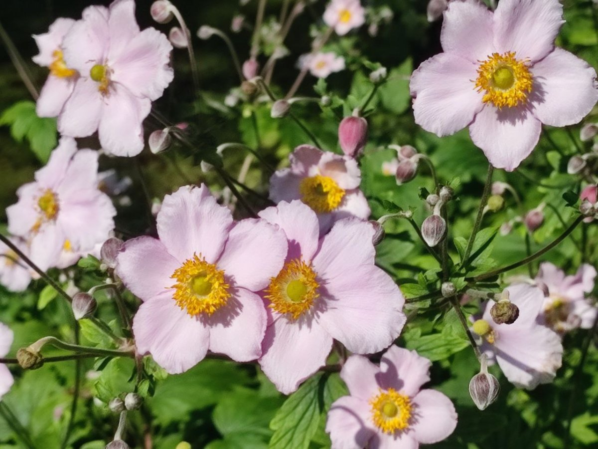 Wildrose (Wild Rose) für Bachblütenberatung Bild der Wildrose, die in der Bachblütenberatung für ihre heilenden Eigenschaften und emotionale Unterstützung verwendet wird